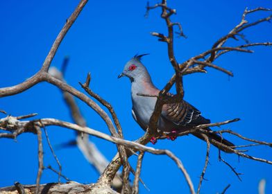 A Crested Pigeon