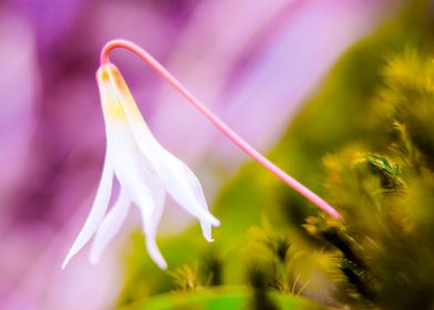 Flowered Erithronium