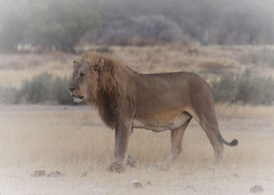 Male Lion