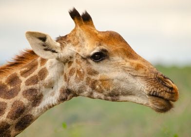 Giraffe portrait