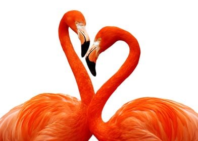 Flamingos In Love