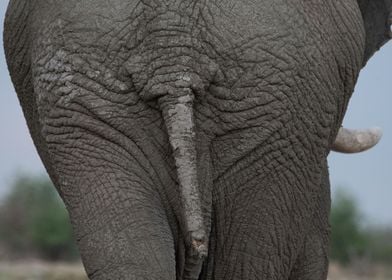 Elephant rump