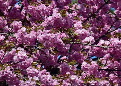 Cherry Blossom Tree