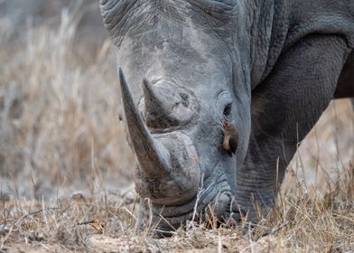 White Rhino Grazing