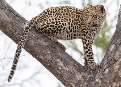 Leopard in a tree