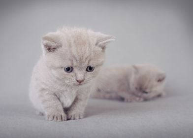 British shorthair kitten