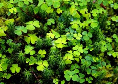 Clover Leaves