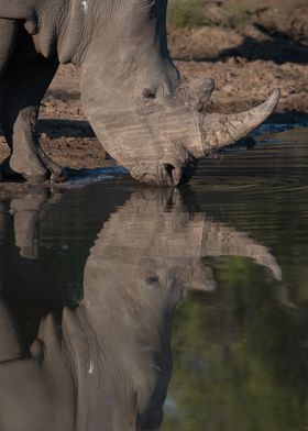 Rhino reflection