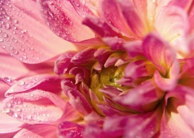 Vibrant Pink Dahlia Macro 