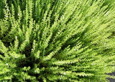 Leafy Green Fern Tree