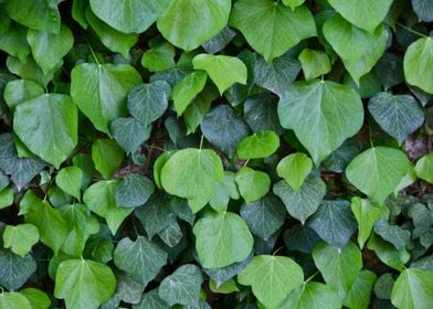 Green Ivy Leaves