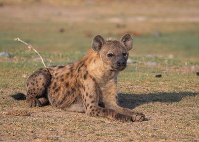 Spotted hyena 