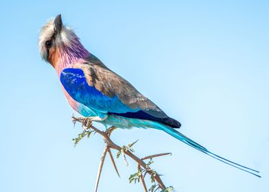 Lilac Breasted Roller