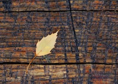 Pretty Yellow Leaf On Wood