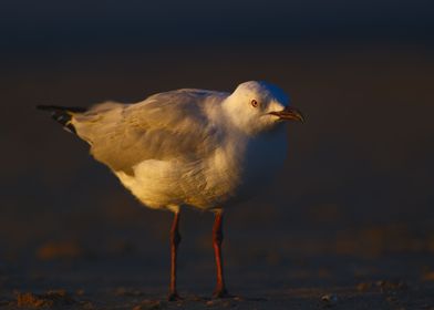 A Seagull On The Beach