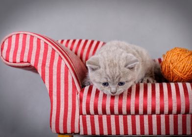 British shorthair kitten