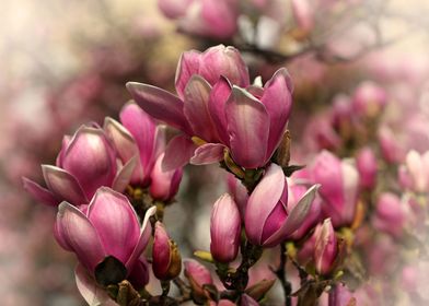 Purple Magnolia Macro