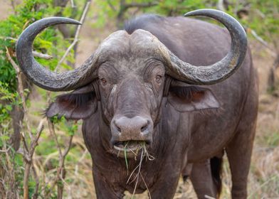 Cape Buffalo 