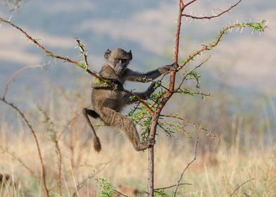 Baby baboon