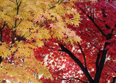 Red And Gold Maple Tree