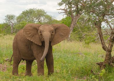 Juvenile Elephant