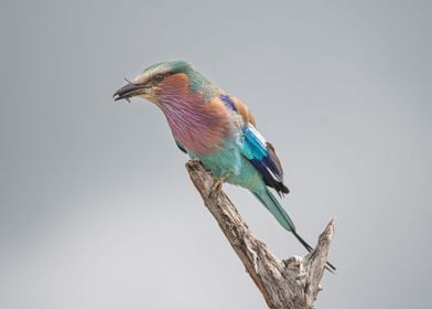 Lilac Breasted Roller