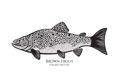 Brown Trout with Names