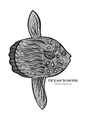 Ocean Sunfish or Mola name