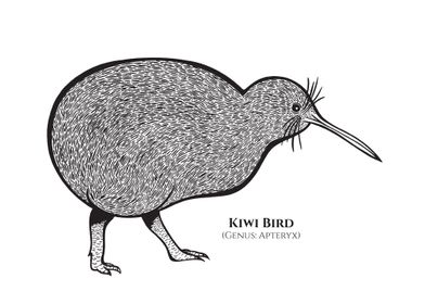 Kiwi Bird with Latin Name