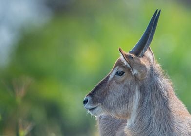 Waterbuck