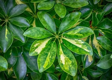 Botanical Star Leaves