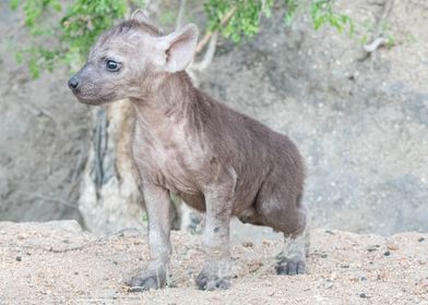 Young Spotted Hyena