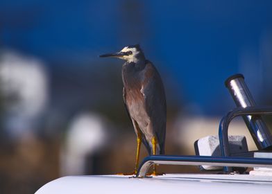 A White Faced Heron