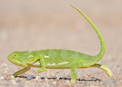 Flap Necked Chameleon