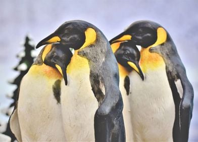 Hugging Penguins