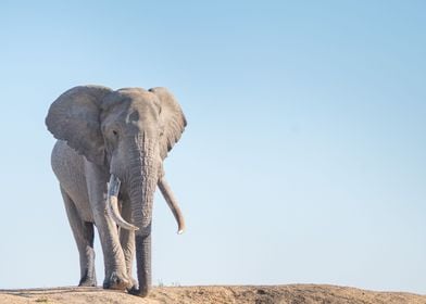 Elephant tusker