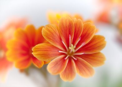 Orange Blossom Lewisia