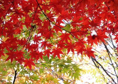 Flaming Red Maple Tree