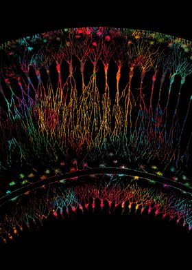 Brainbow High Res Brainbow Synapse