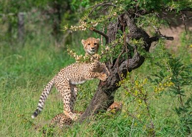 Cheetah Cub in tree