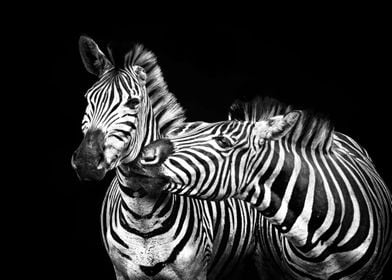 Zebra Wild Black White