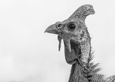 Helmeted Guinea Fowl