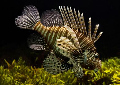 Coral Reef Lionfish