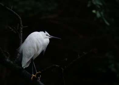Lonely White Heron