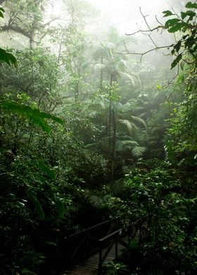 Into the Cloud Forest