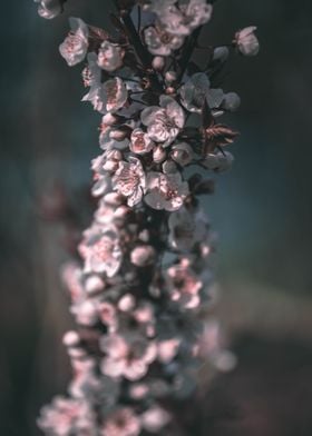 Petal filled cherry tree