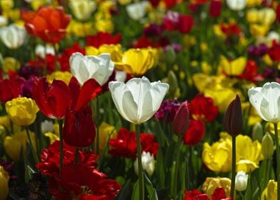 Beautiful Tulips