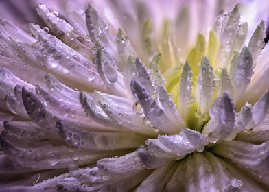 Dewy Lilac Flower Macro