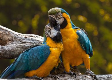 Lovebird Parrots