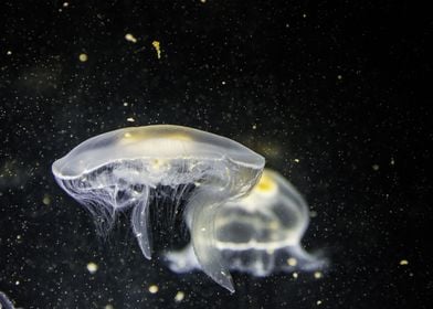 White Jelly Fish